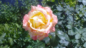 rosa Rose