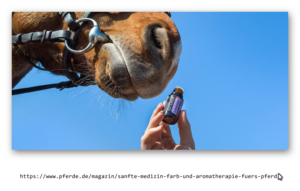 aromatherapie pferd